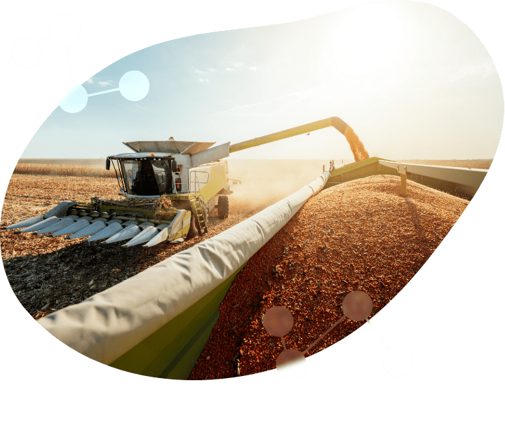 Grain Harvester with Corn Header Harvesting Corn